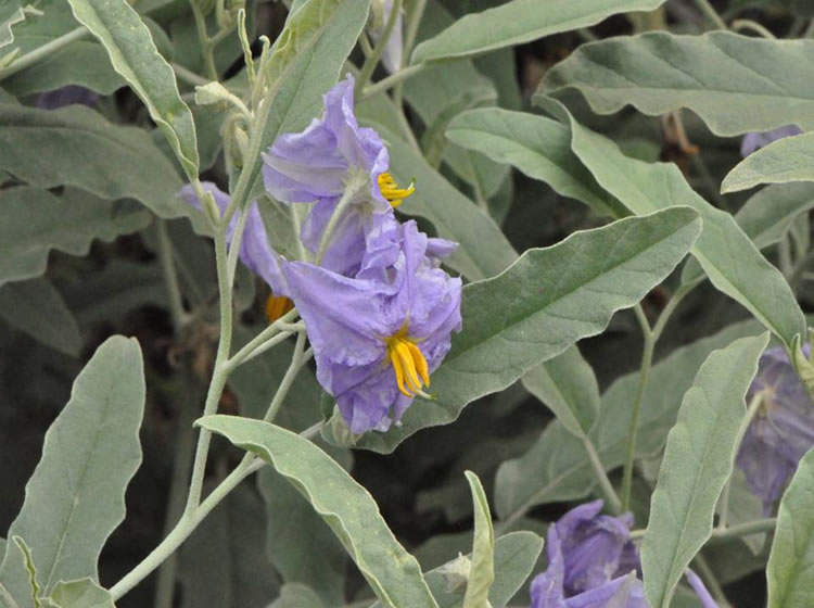 银毛龙葵( solanum elaeagnifolium
